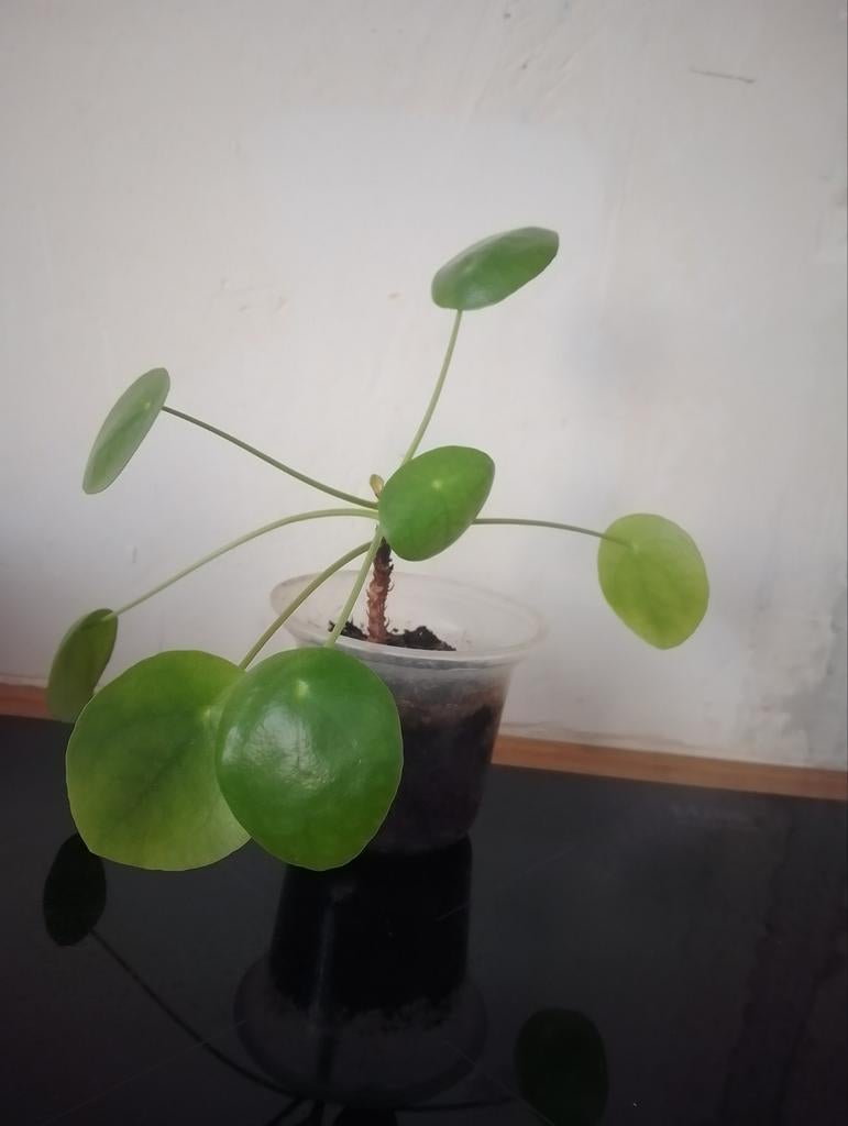 Pannenkoekenplant (Pilea Peperomioides) in pot, Huis en Inrichting, Kamerplanten, Ophalen, Overige soorten, Halfschaduw, In pot