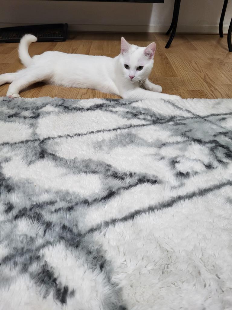 Moederkat met 2 jonge katten, Poes