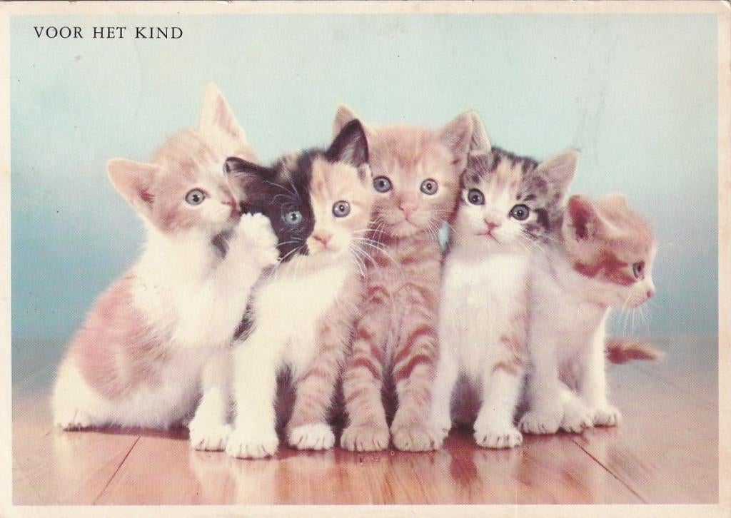POES VOOR HET KIND JAREN 60 ZEER MOOIE OUDE KAART Kl590, Verzenden, 1960 tot 1980, Gelopen, Overige thema's