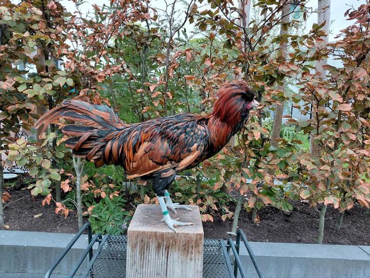 Broedeieren van de Nederlandse Baardkuifhoen (groot type)), Dieren en Toebehoren, Pluimvee, Kip, Geslacht onbekend