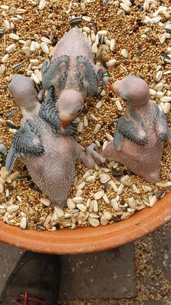 Halsbandparkieten, Meerdere dieren, Parkiet, Geringd