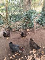 Barnevelder hennen, Dieren en Toebehoren