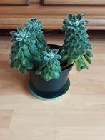 Echeveria pluizige succulent - Makkelijk te verzorgen, Tuin en Terras, Planten | Tuinplanten, Volle zon, Vaste plant, Bloeit niet