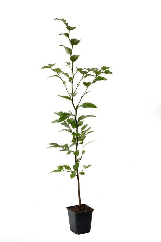 groene rode beuken pot 30-40 cm € 1,40 p/st beukenhaag, Ophalen, Beukenhaag, 100 tot 250 cm