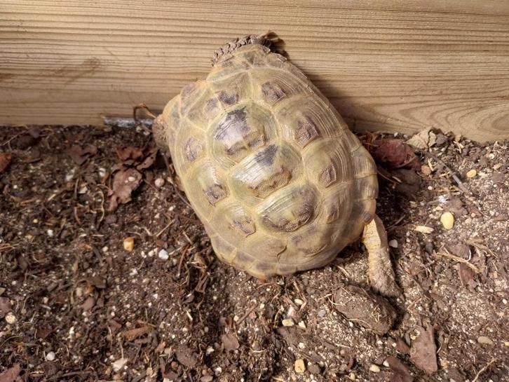Te koop 2x vierteenschildpadden Testudo horsfieldii Tortoise - unknown for sale from Schildpad