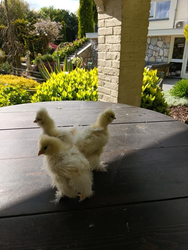 USA zijdehoender, Geslacht onbekend, Kip