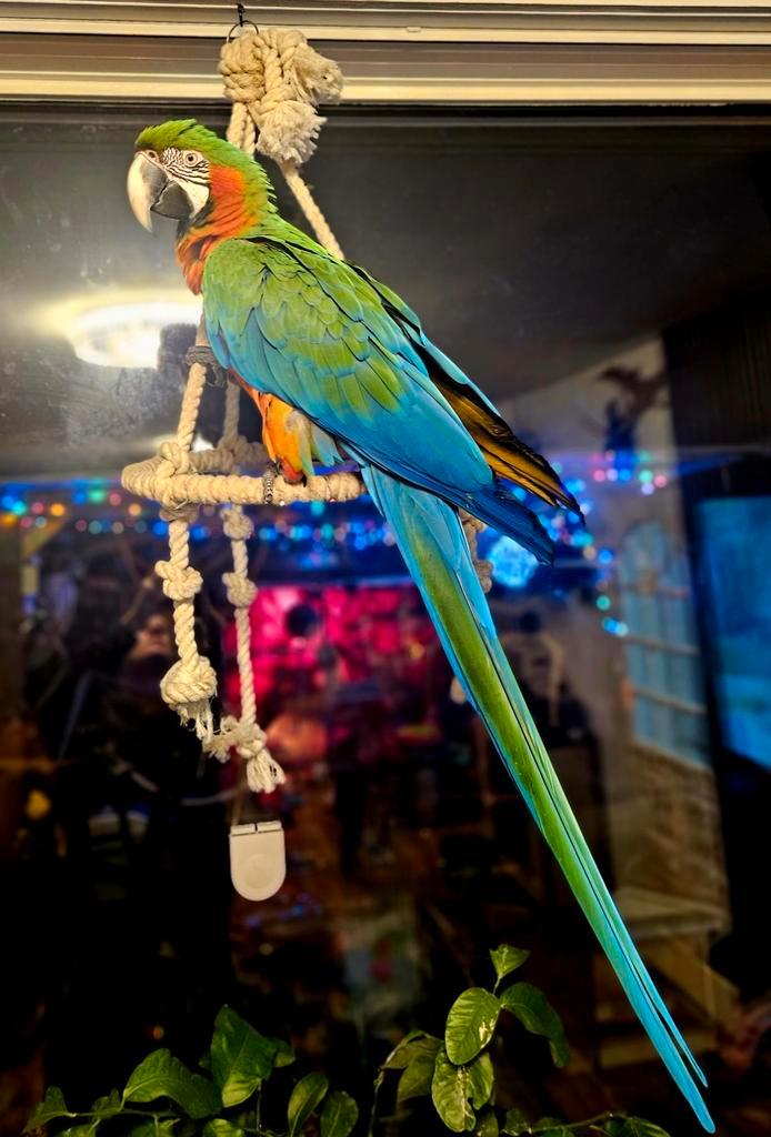 Ara Harlekijn. Prachtige tamme Harlekijn ara pop., Verzamelen, Boekenleggers, Ophalen