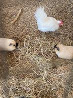 California cavia beertjes broertjes, Dieren en Toebehoren, December, Mannelijk, Cavia