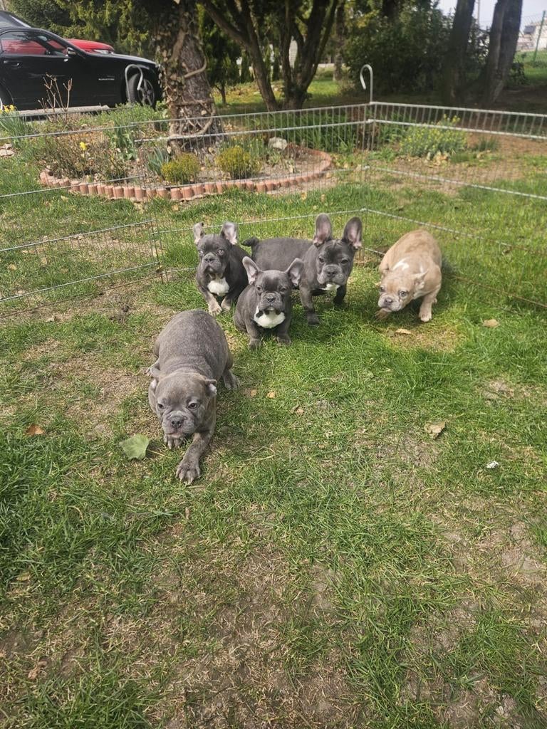Franse bulldog pups *blue tan isabel merle*, Dieren en Toebehoren, Particulier, 15 weken tot 1 jaar, Buitenland, Parvo