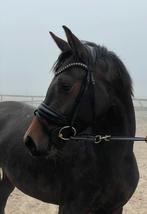 Touch of Zoya v. Vaderland x Metall, Dieren en Toebehoren, Paarden, Merrie, Minder dan 160 cm, Met stamboom, Dressuurpaard