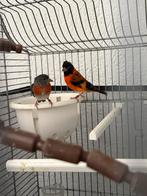 Koppel kapoetsensijs, Dieren en Toebehoren, Meerdere dieren