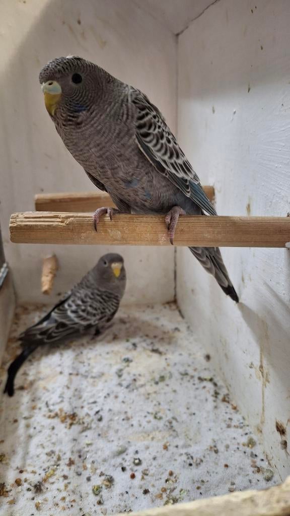 Blackface, Dieren en Toebehoren, Meerdere dieren, Parkiet