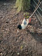 Haantje s gratis afhalen, Dieren en Toebehoren, Mannelijk, Kip