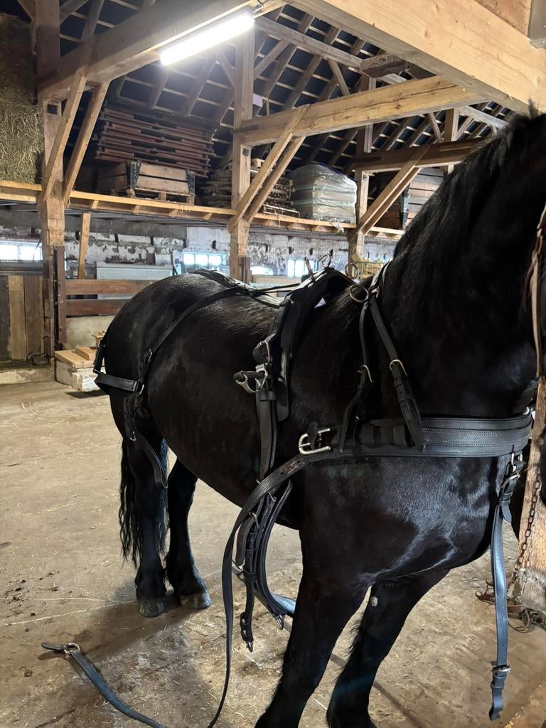 Paardentuig, Dieren en Toebehoren, Ophalen of Verzenden