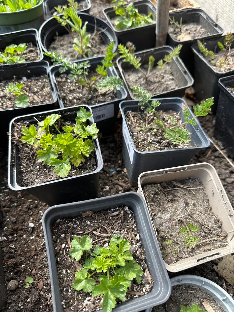 Diverse wilde tuinplantjes: oa wilde peen, kaasjeskruid,, Volle zon, Eenjarig, Zomer, Ophalen
