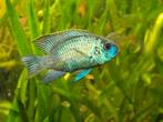 Blauwe acara electric blue, Dieren en Toebehoren, Vissen | Aquariumvissen, Kreeft, Krab of Garnaal