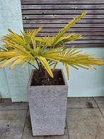Trachycarpus palm in pot, Tuin en Terras, Bloeit niet, Minder dan 100 cm, Palmboom, Ophalen