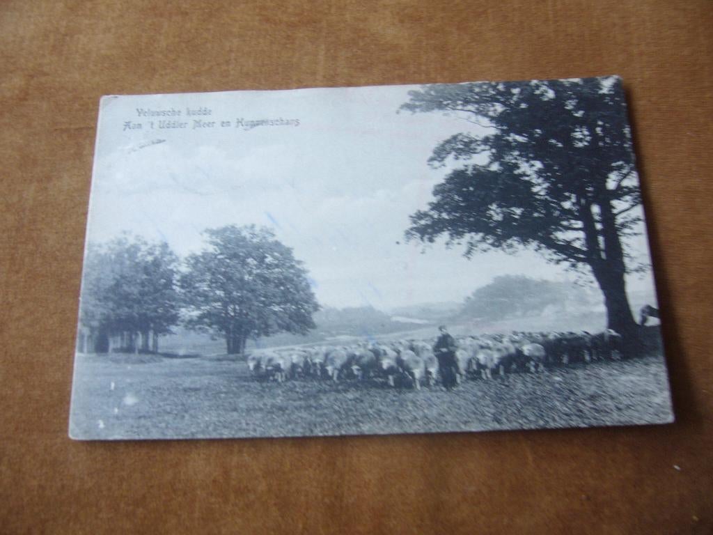 VELUWE  =  VELUWSCH KUDDE AAN T, UDDELER MEER - HUNNENSCHANS, Ophalen of Verzenden, Voor 1920, Gelopen, Gelderland