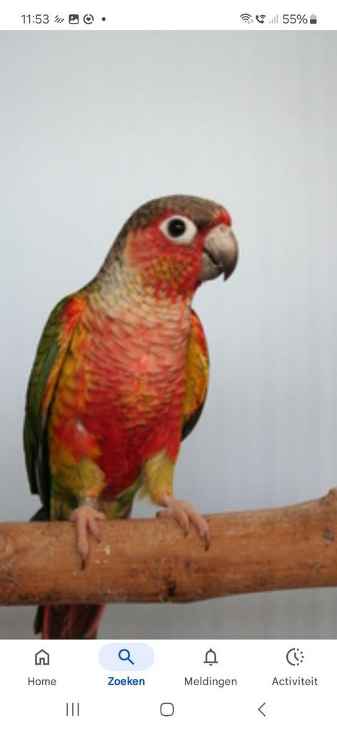 Gevraagd pyrrhura molinea, Meerdere dieren, Parkiet