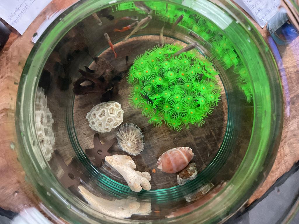 Guppen.  Gratis !, Vis