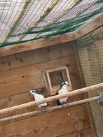 Tamboerijnduif ter ruil, Dieren en Toebehoren, Mannelijk