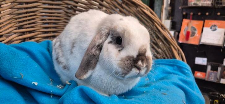 gecastreerde ram NIJNTJE uit de opvang zoekt een tehuis, Dieren en Toebehoren, Konijnen, Dwerg, Mannelijk