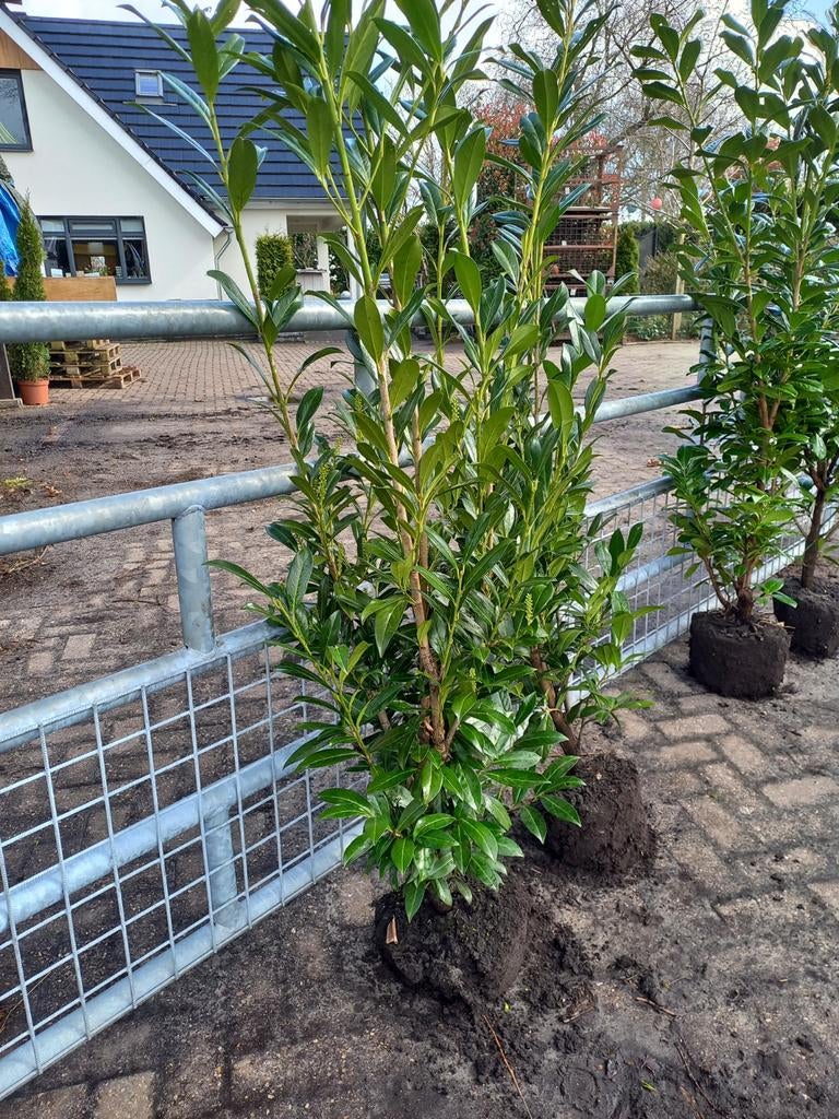 Laurier caucasica, Tuin en Terras, Planten | Struiken en Hagen, Ophalen, Laurier, Haag, 100 tot 250 cm