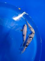 Shiro utsuri ginrin 10/15 cm, Dieren en Toebehoren, Karper of Koi