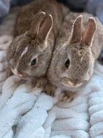 Dwerg konijnen, Dieren en Toebehoren, Vrouwelijk, Dwerg
