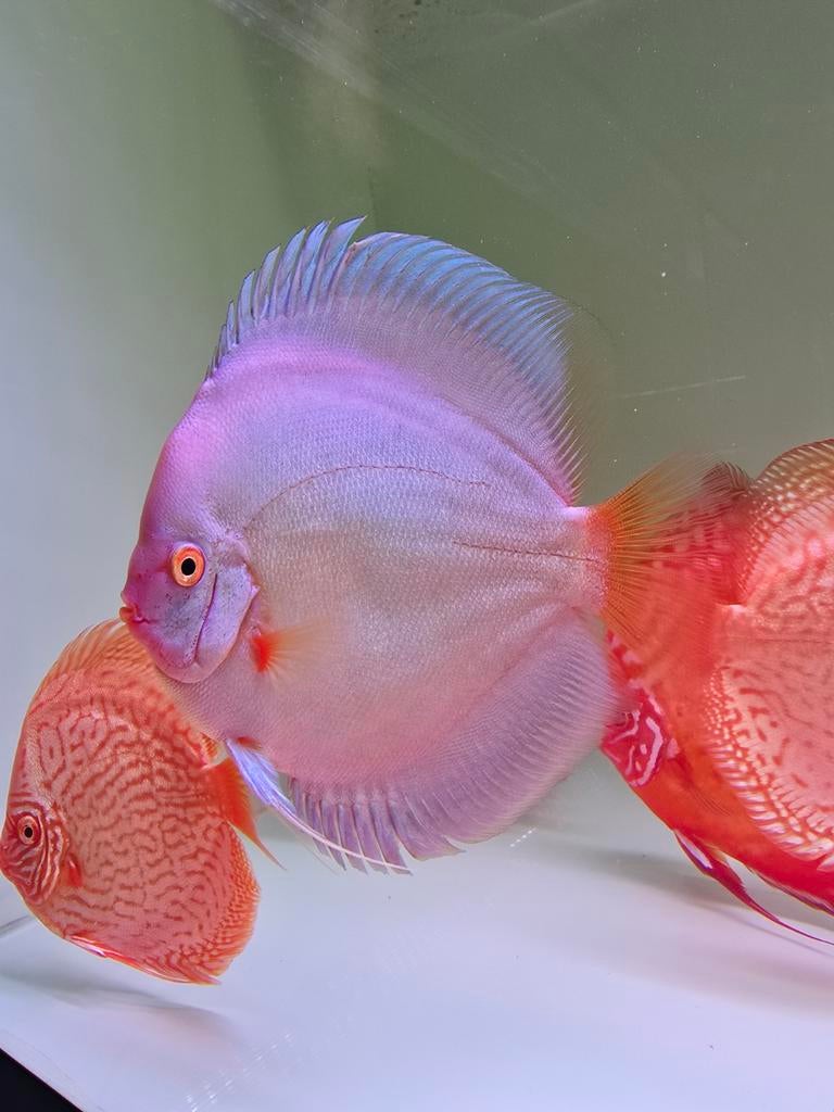 Discusvissen, Dieren en Toebehoren, Vissen | Aquariumvissen, Vis, Zoetwatervis, Schoolvis