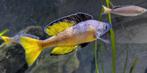 Cyprichromis Leptosoma Rainbow Cape Tembwe, Dieren en Toebehoren, Vis