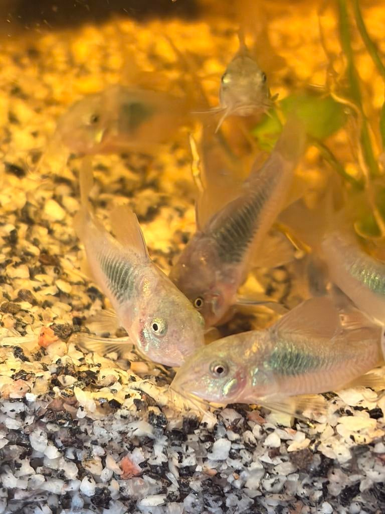Corydora Aeneus, Vis