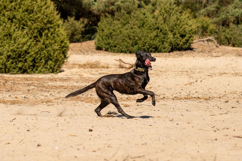 Hollandse herder teef van bijna 3 jaar, Diensten en Vakmensen, Dieren | Honden | Verzorging, Oppas en Les