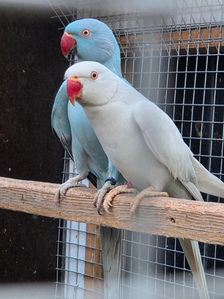 koppel halsbanden 2024 - 2023, Dieren en Toebehoren, Vogels | Parkieten en Papegaaien, Papegaai, Meerdere dieren, Geringd