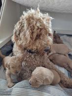 Goldendoodle puppies multigen medium Nog 1 reutje, Parvo, Overige rassen, 8 tot 15 weken, Meerdere