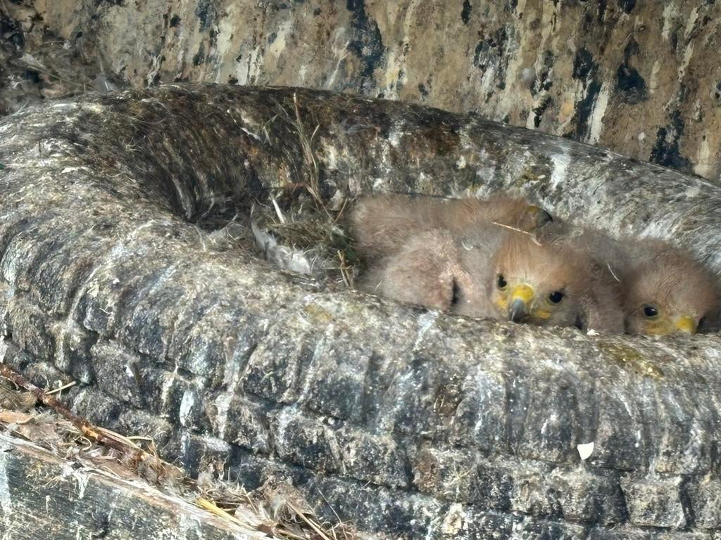 Woestijnbuizerd 2026, Meerdere dieren, Roofvogel, Geringd