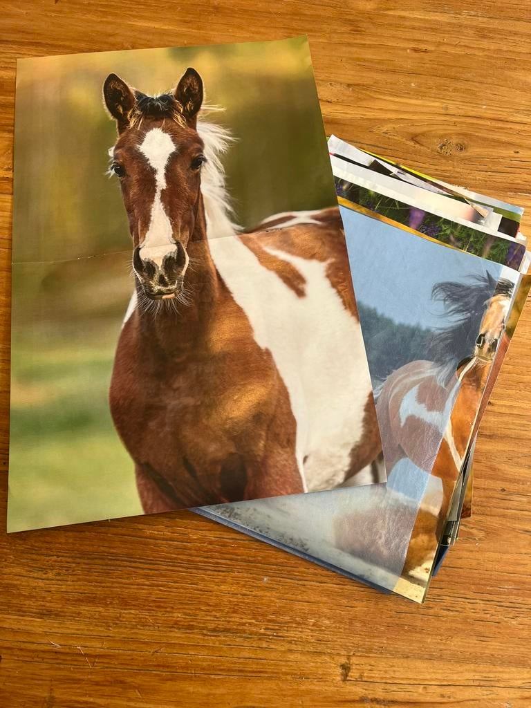 Paarden en pony posters, Ophalen, Zo goed als nieuw, Meerdere stickers