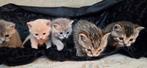 5 kittens beschikbaar – unieke mix Bengaal/Brits, Dieren en Toebehoren, Katten en Kittens | Raskatten | Korthaar, Geslacht onbekend