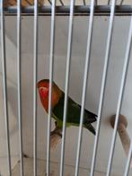 Agapornis Fischeri, wildkleur, Dieren en Toebehoren, Vogels | Parkieten en Papegaaien, Geslacht onbekend, Dwergpapegaai of Agapornis