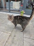 Kat sushi adopteren? Met toebehoren en gechipt en ingëent, Dieren en Toebehoren, Katten en Kittens | Overige Katten, Poes