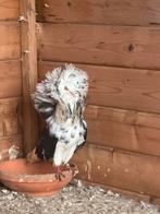 Bidden, Dieren en Toebehoren