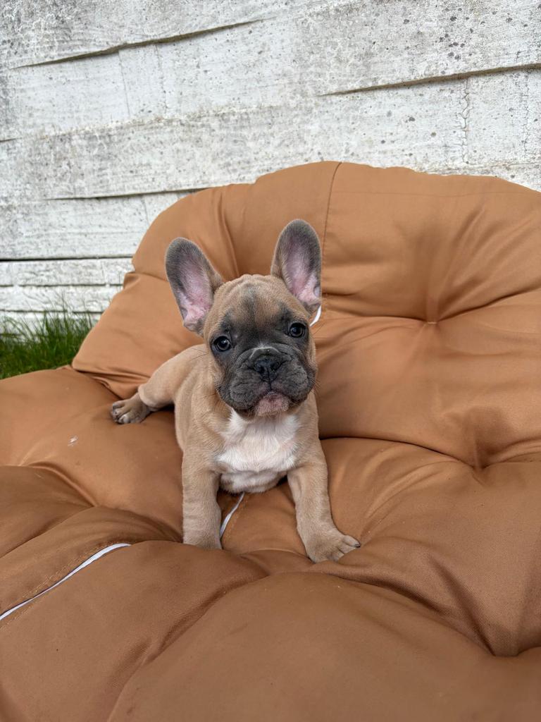 Franse Bulldog, Dieren en Toebehoren, Honden | Bulldogs, Pinschers en Molossers, België, Particulier, 8 tot 15 weken, Parvo