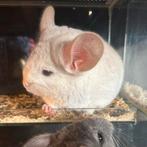 Goldbar Chinchilla Bok | Tam & Gezond | Unieke Kleur, Dieren en Toebehoren, Knaagdieren, Chinchilla, Juli, Meerdere dieren, Tam