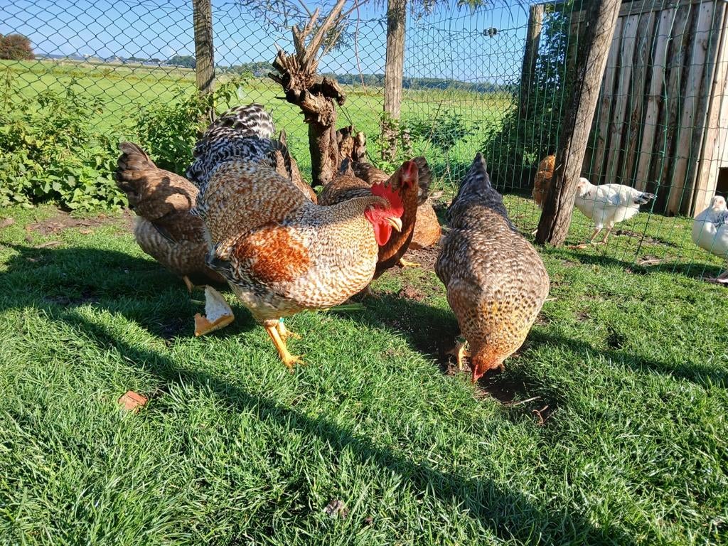 Mooie bielefelder kippen, Vrouwelijk, Kip