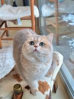 Brits korthaar dekkater met stamboom