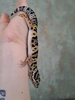 luipaardgekko, Hagedis, 0 tot 2 jaar