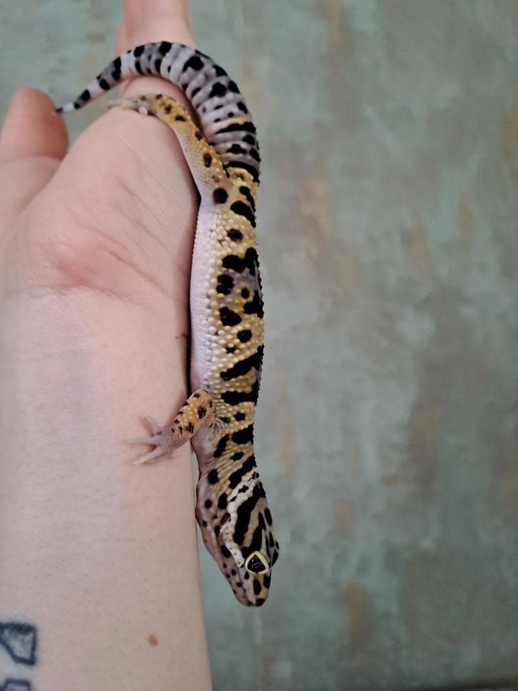 luipaardgekko Leopard Gecko - female for sale from wendy