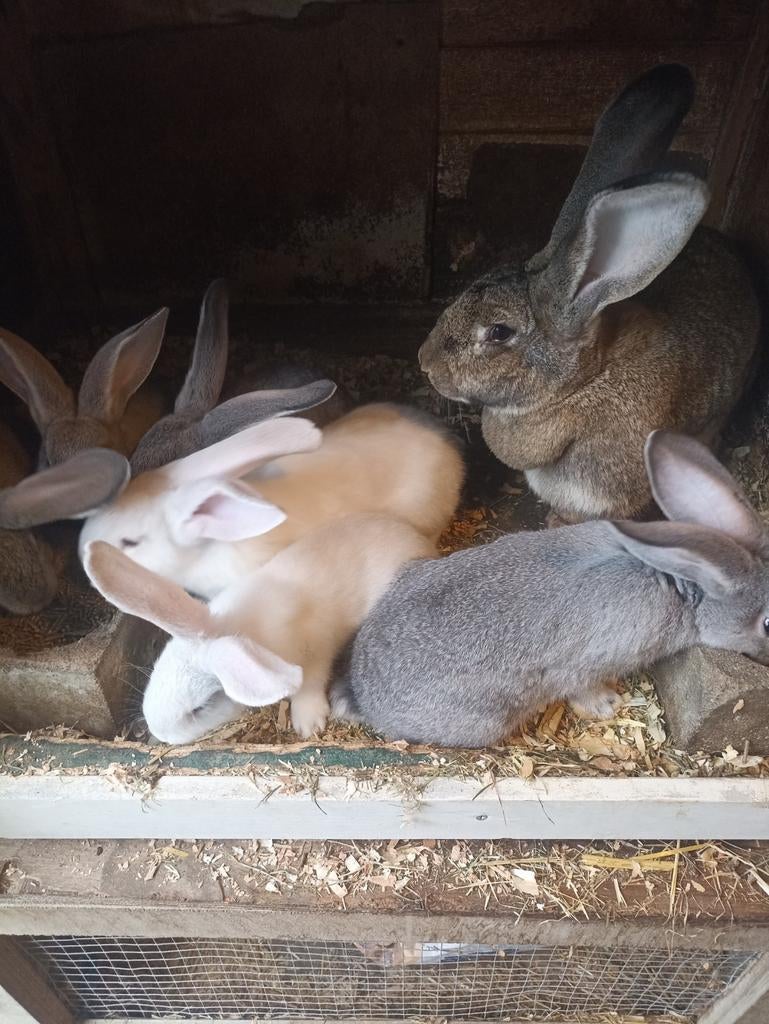 Vlaamse reuzen, Dieren en Toebehoren, Meerdere dieren, Groot, 0 tot 2 jaar