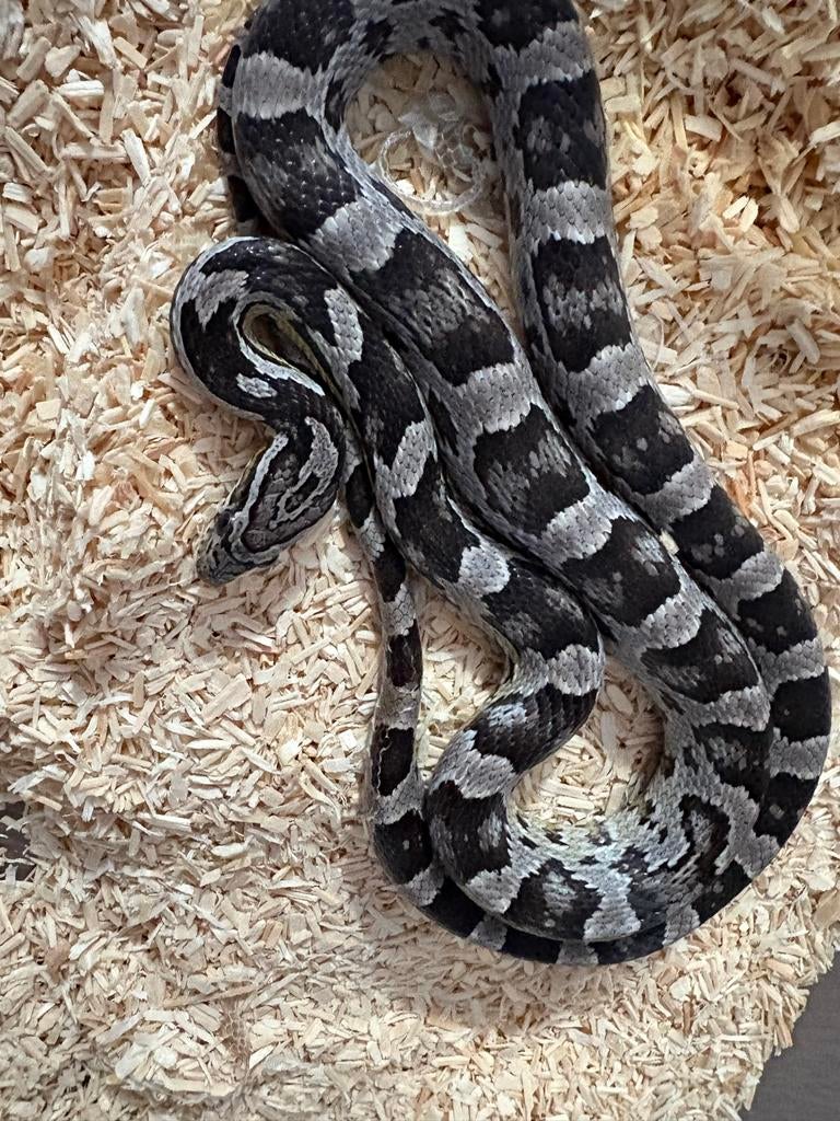 Rattenslang / Cornsnake Rat Snake - female for sale from Dylano Huizinga