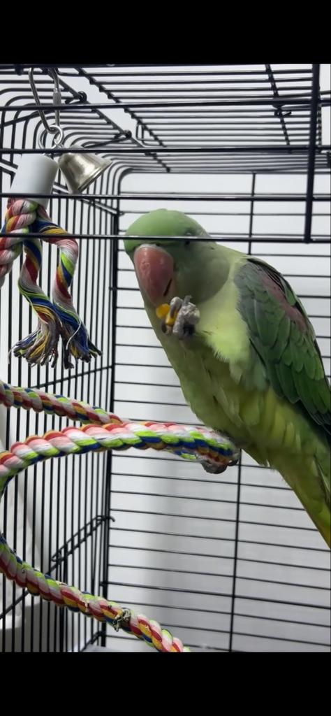 Alexander parkiet, Dieren en Toebehoren, Vogels | Parkieten en Papegaaien, Mannelijk, Parkiet